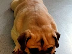 -喜柴咖啡·柴犬狗咖