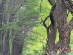 -上海共青森林公园