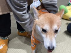 -逗柴咖啡屋·狗咖猫咖宠物桌游