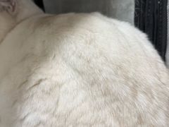 -美美宠物诊疗中心·异宠·骨科(滨江东信分院)