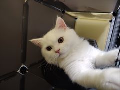 -瑞鹏宠物医院·骨科·猫科·内科(第一中心)