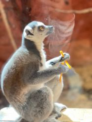 -Zoolung Zoolung动物主题公园(海信广场店)