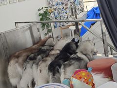 -星多哈·狗咖·拼豆·咖啡