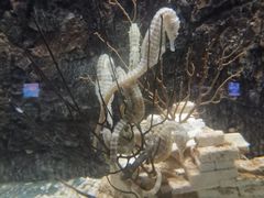 -太平洋海底世界