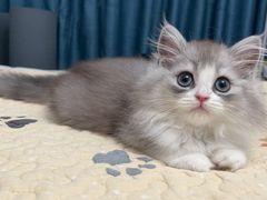 -momokira米努特·德文卷毛猫·棉花面纱犬