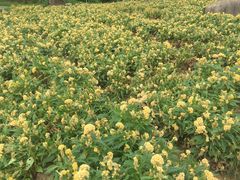 -松山湖梦幻百花洲