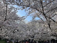 -苏州上方山国家森林公园