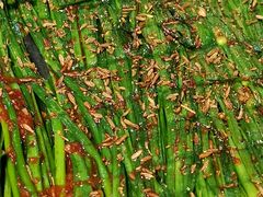 -德顺斋爆肚涮肉馆·烧烤·羊蝎子·清真炒菜(马驹桥店)