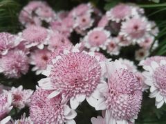 -杭州植物园