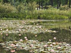 -白鹭湾湿地公园