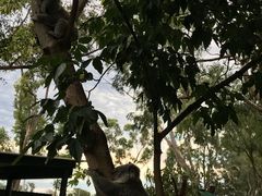 -费瑟代尔野生动物园