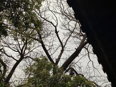 -西安青龙寺遗址景区