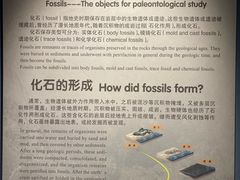 -辽宁古生物博物馆