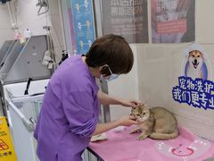 -北京观赏动物医院·24小时大型综合·猫专科·异宠专科