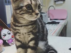 -宠爱国际动物医院· 猫科· 外科·中兽医(长白店)