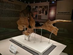 -北京周口店北京人遗址博物馆