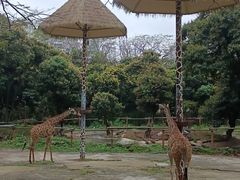 -深圳野生动物园