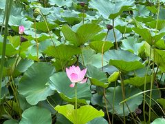-上海鲜花港