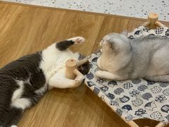 -滚猫咖啡·猫咖·猫友好撸猫(未来城店)