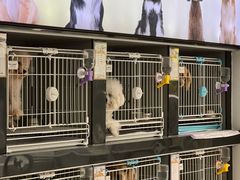 -翊宠yipet猫狗购宠庄园犬舍•猫舍