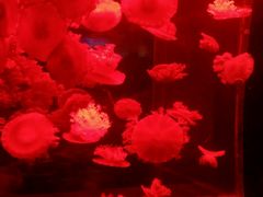 -多彩贵州城极地海洋世界