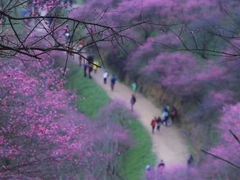 -新建村梅花
