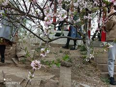 -桃花堤公园