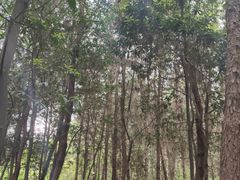 -铁山坪森林公园