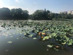 -新江湾城公园