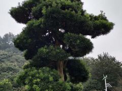 -韶山毛泽东同志故居