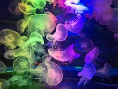 -太平洋海底世界