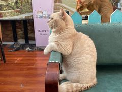 -猫小院猫主题咖啡厅(北锣店)