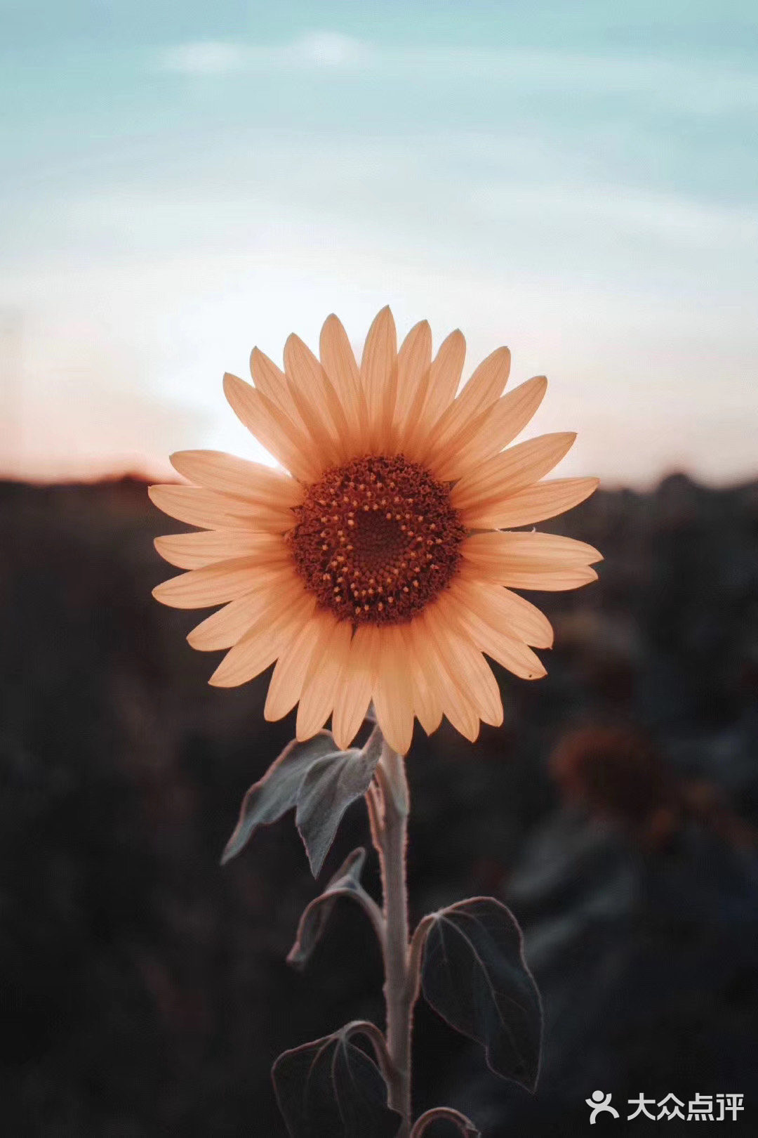 向日葵🌻