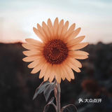 向日葵🌻