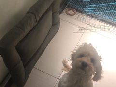 -趣玩宠物乐园寄养训犬训狗游泳池