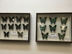 -上海大自然野生昆虫馆