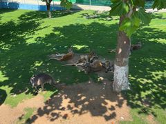 -西霞口神雕山野生动物世界