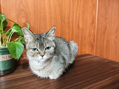 -楼上猫咖(罗湖店)