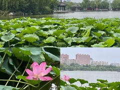 -百花洲
