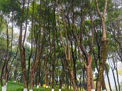 -重庆市江北嘴中央商务区中央公园