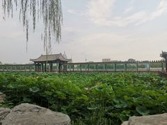 -莲花池公园