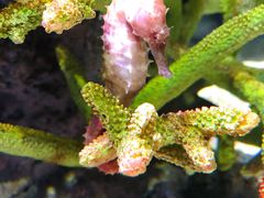 -暹罗海洋世界