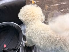 -宠颐生斯嘉宠物医院·急重症·心内科(谷阳北路分院)
