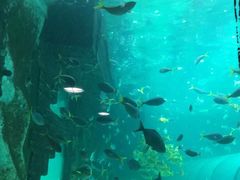 -悉尼海洋生物水族馆