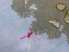 -洞背山庄(洞背院区式管理小区店)