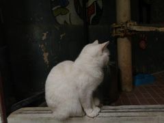 -猫咪博物馆(顶澳仔猫街店)