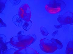 -沈阳海洋探索中心