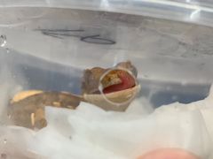 -酷以爬仙阁实体爬宠店·守宫·蜥蜴·专业繁育