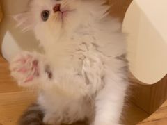 -猫にゃん · 猫的隐藏屋猫咖(麦地旗舰店)