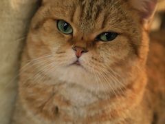 -Heymao猫咖.咖啡厅(东门店)